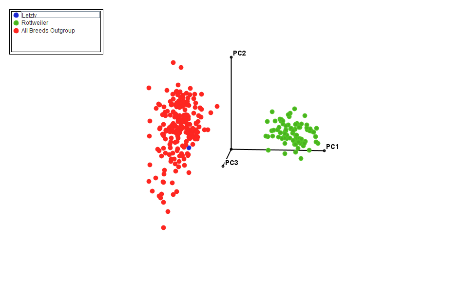Letzty's genetic profile compared to typical rottweilers